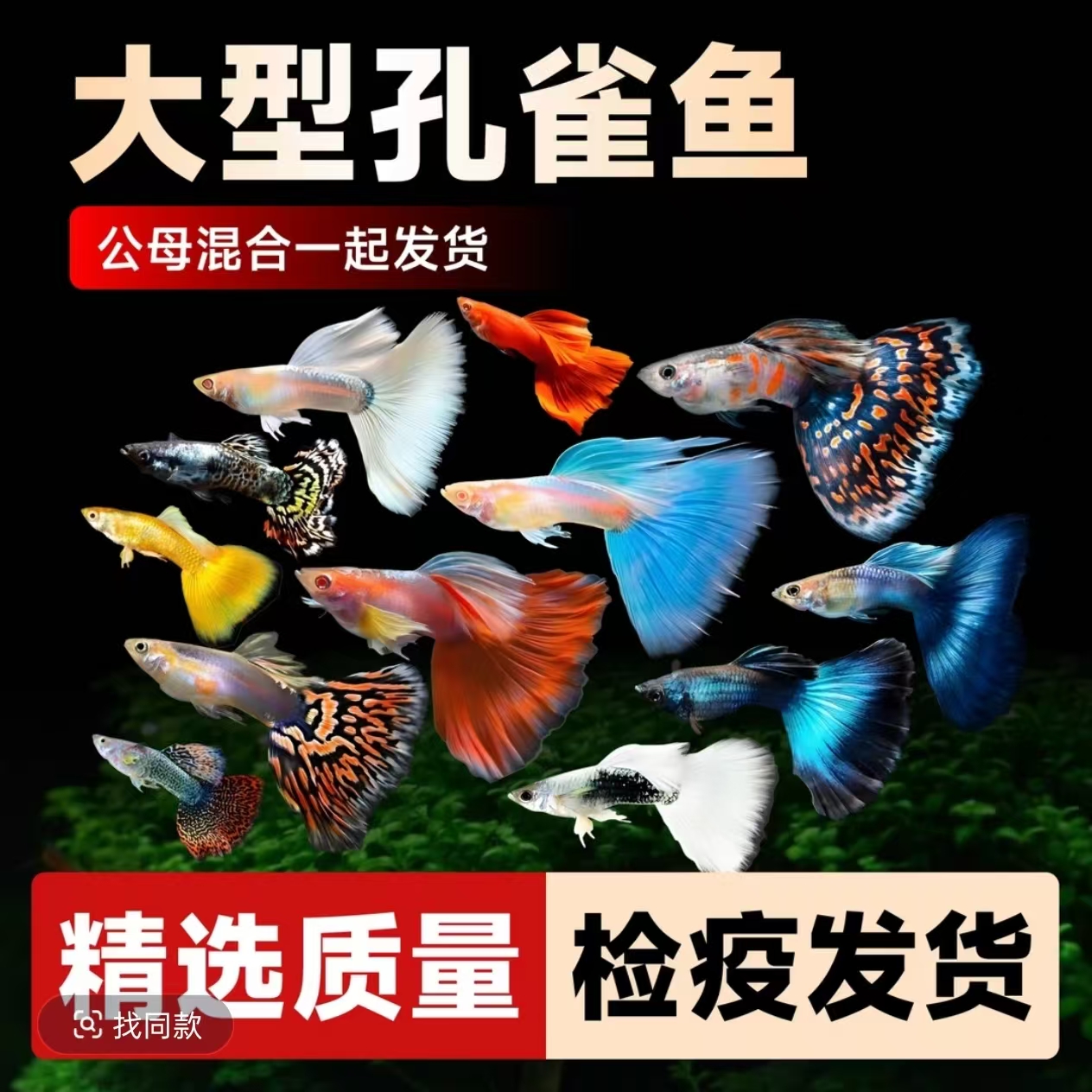 全家福孔雀鱼热带小型淡水好养耐活适合新手繁殖观赏鱼【渔场直发】