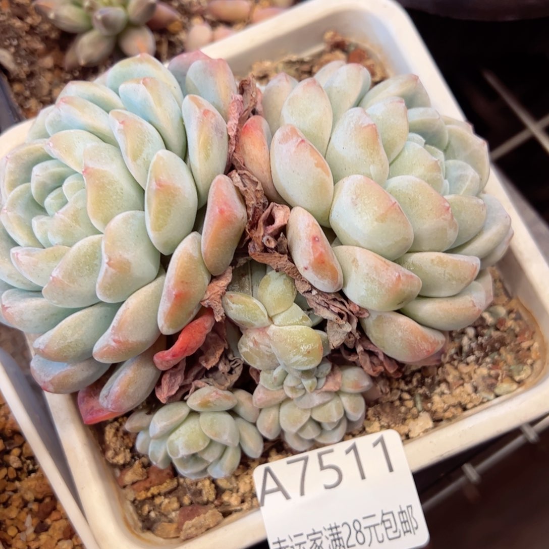 幸运颜色白色的小