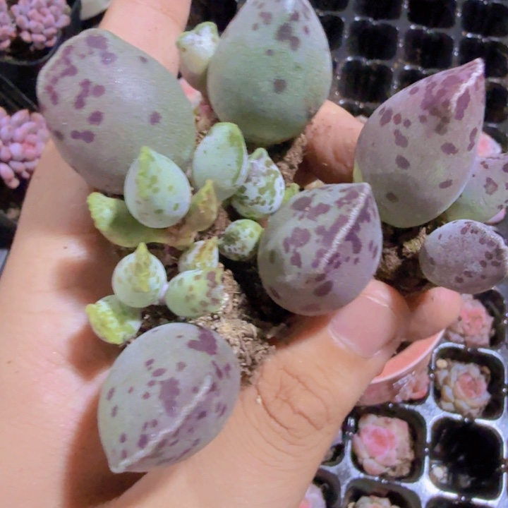 丸叶海豹五颗一组