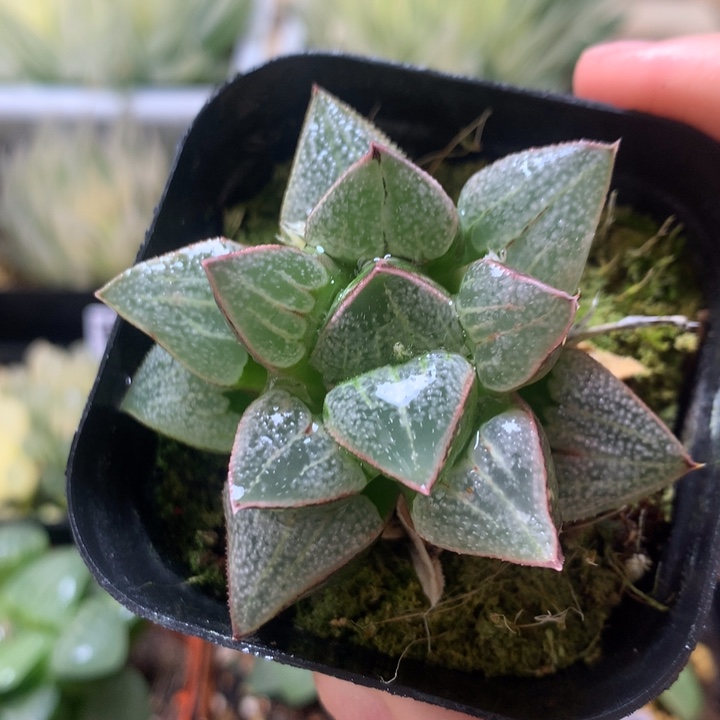 楼姬寿一物一拍带盆