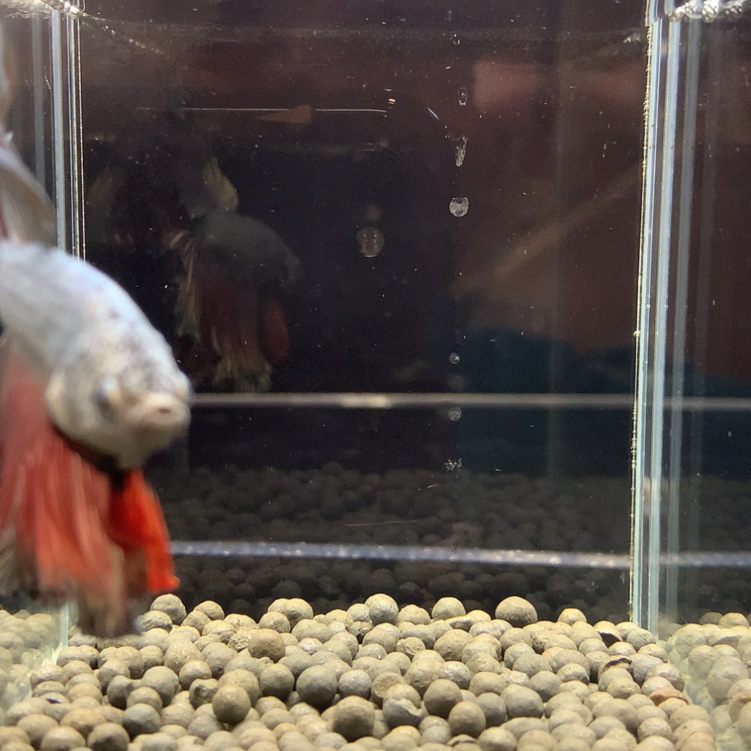 斗鱼七弟泰国斗鱼124