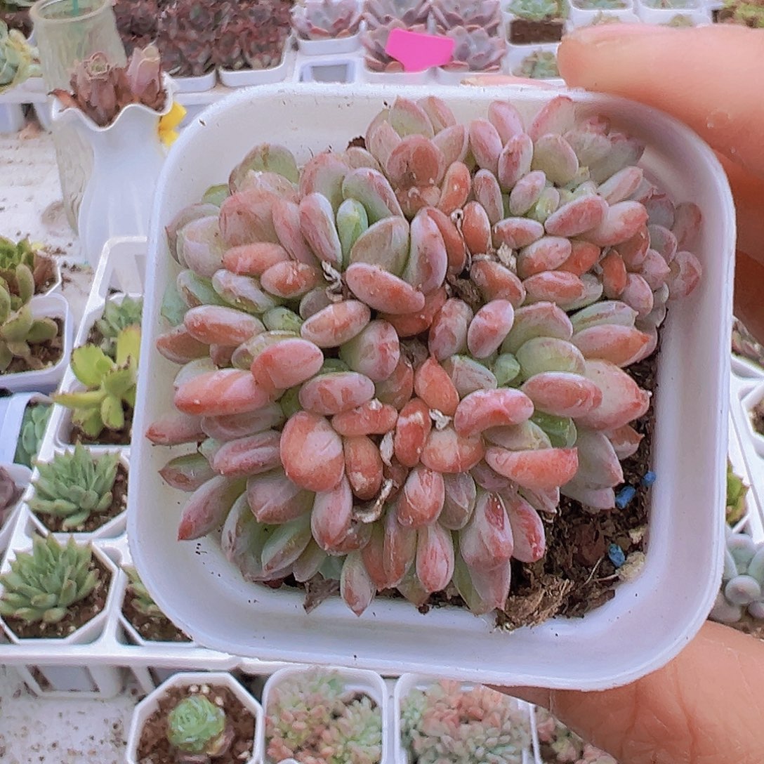 粉珍妮缀化19包邮多肉植物