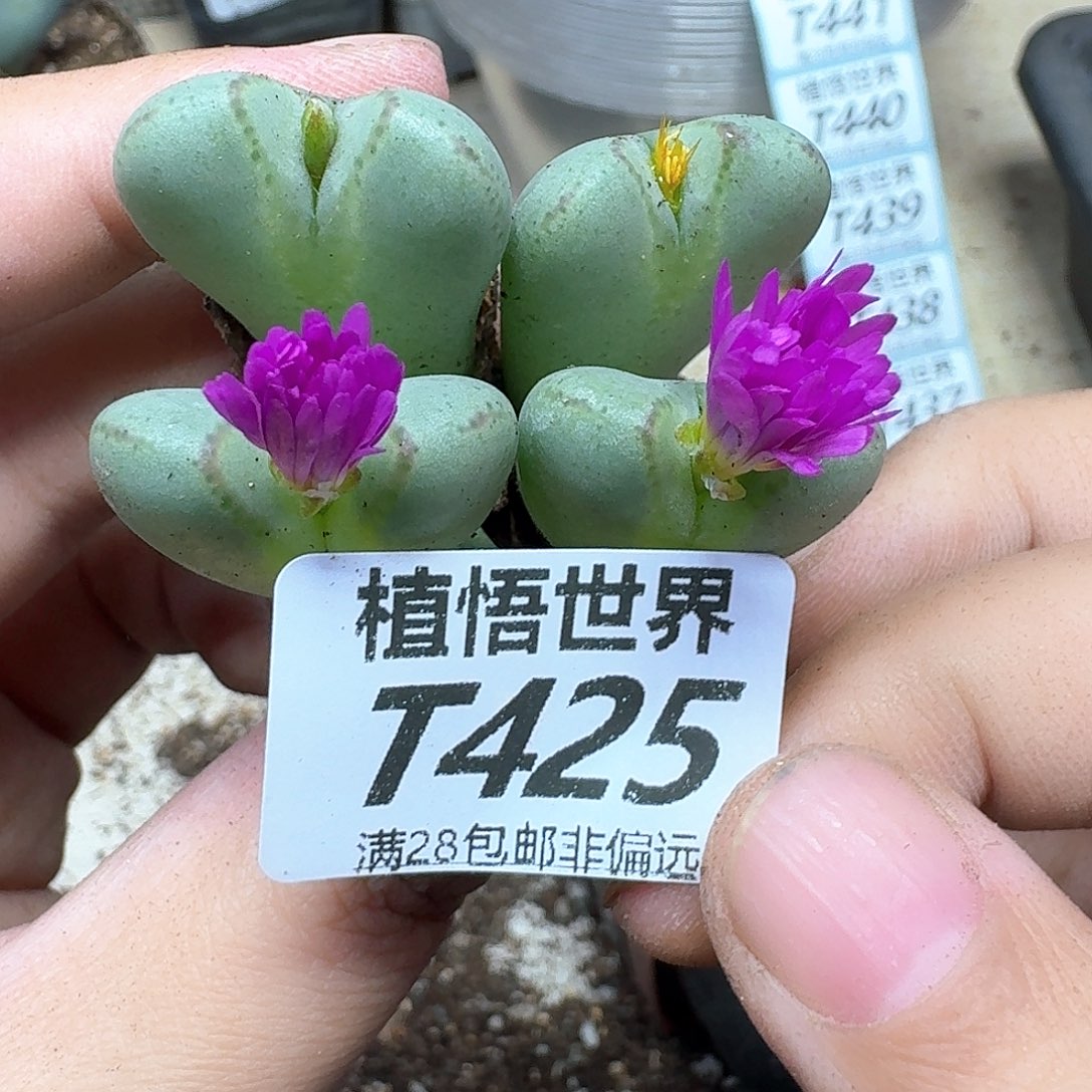 的润泽的啊rghbnj