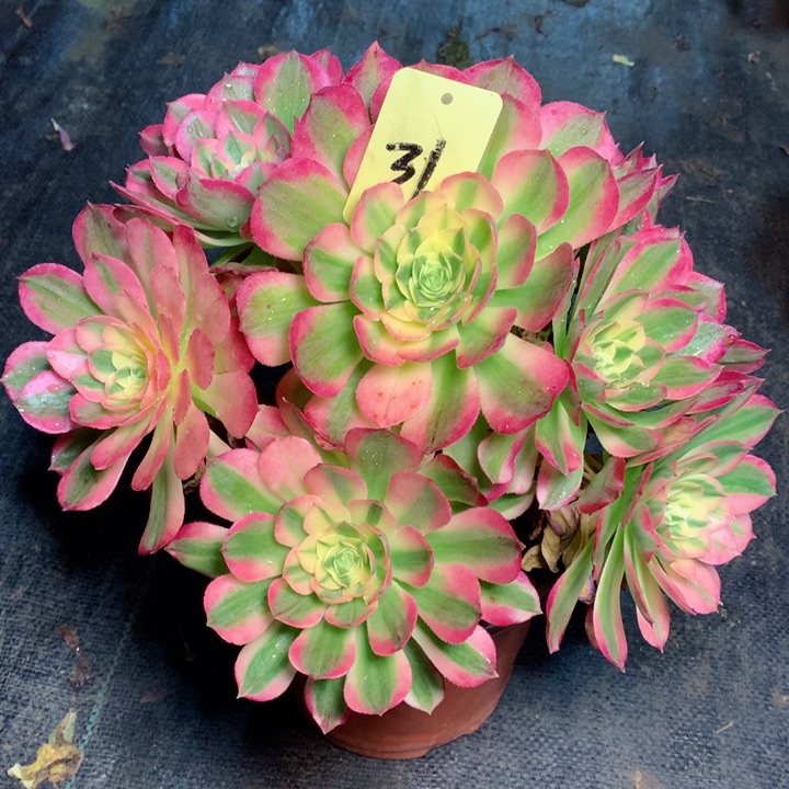 梦**姐31海王多肉111111