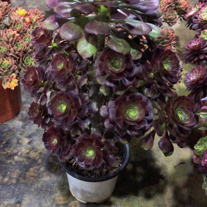 阿*黑圆叶多肉24300000000