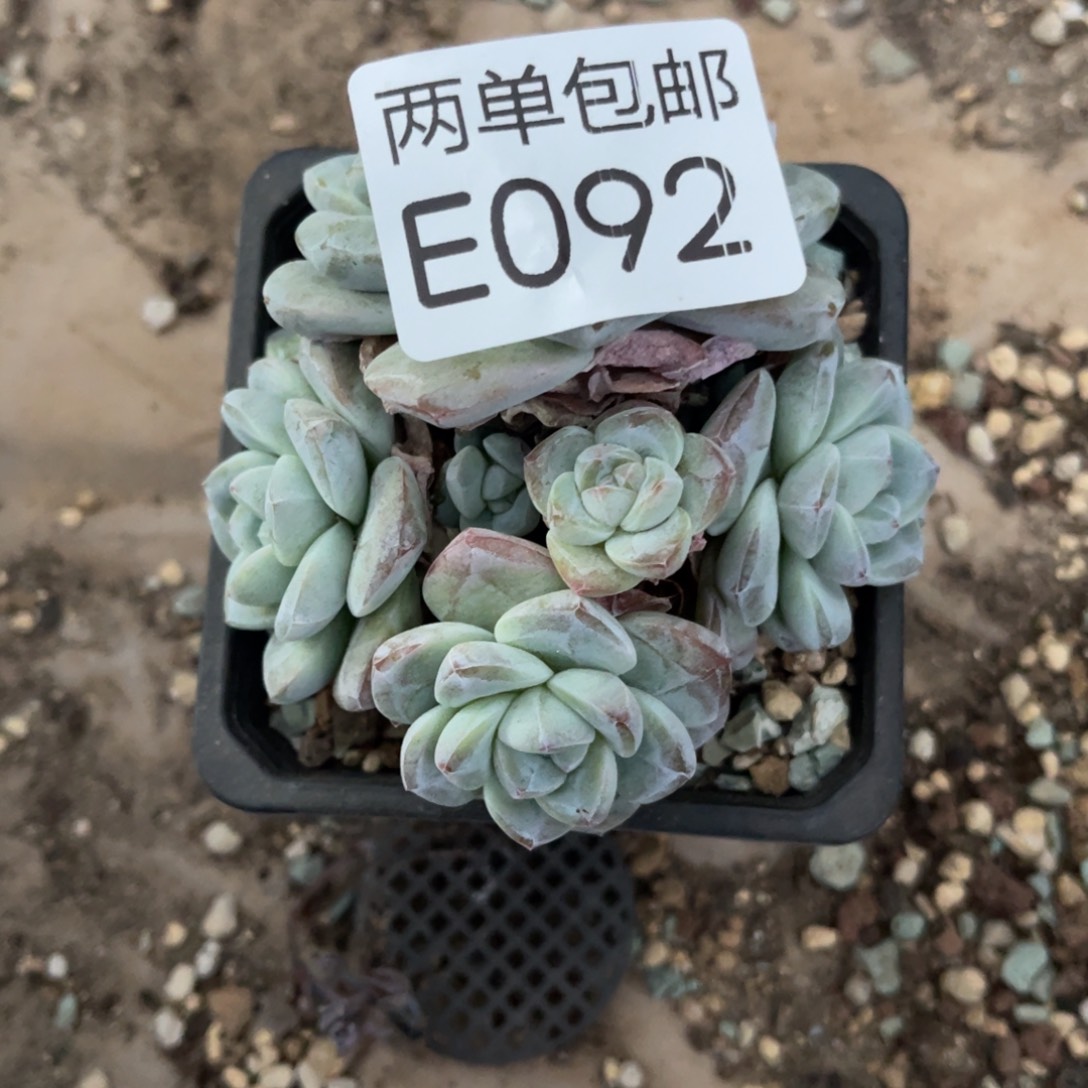 老阿姨花卉一物一拍E092