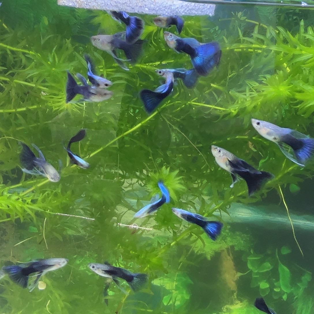 孔雀鱼蓝礼服大C两对