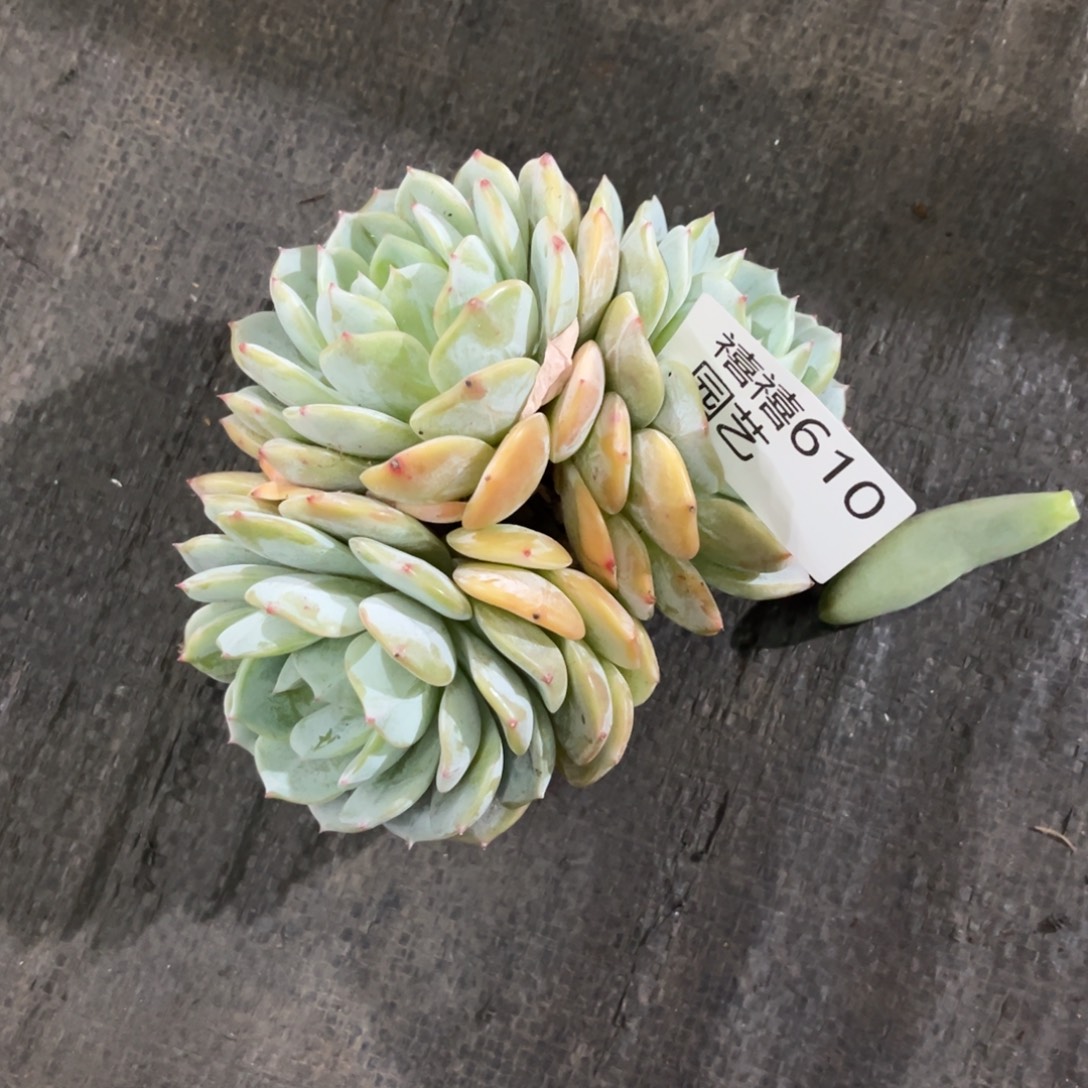 610劳林多肉植物……