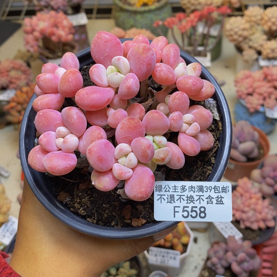 558樱花洛神多肉9cm