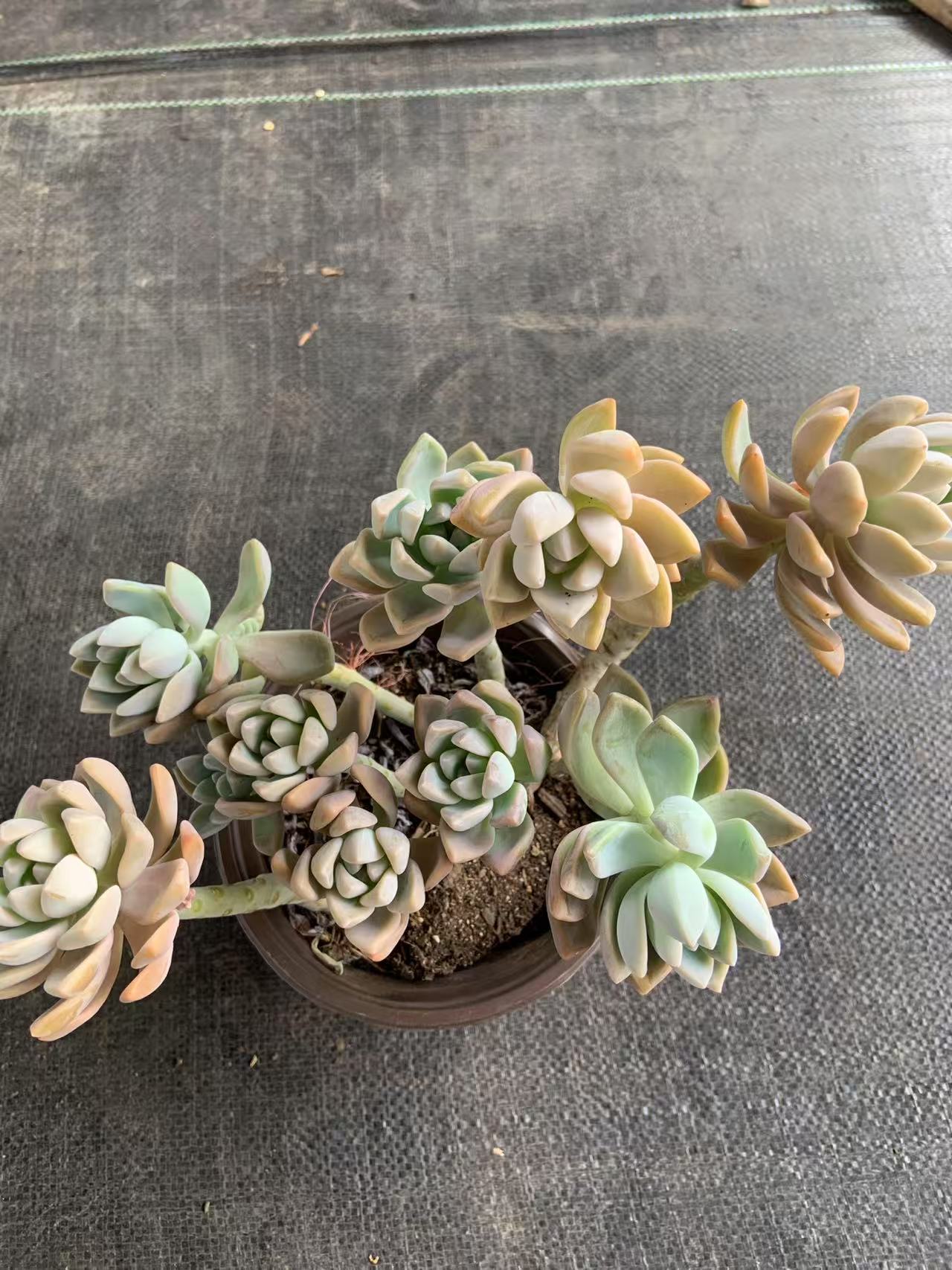 精品淡雪多肉植物组合盆栽淡雪室内外好养耐旱适合懒人养殖