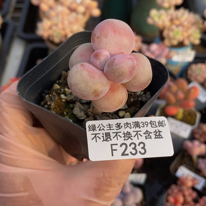 腰子桃蛋233多肉植物