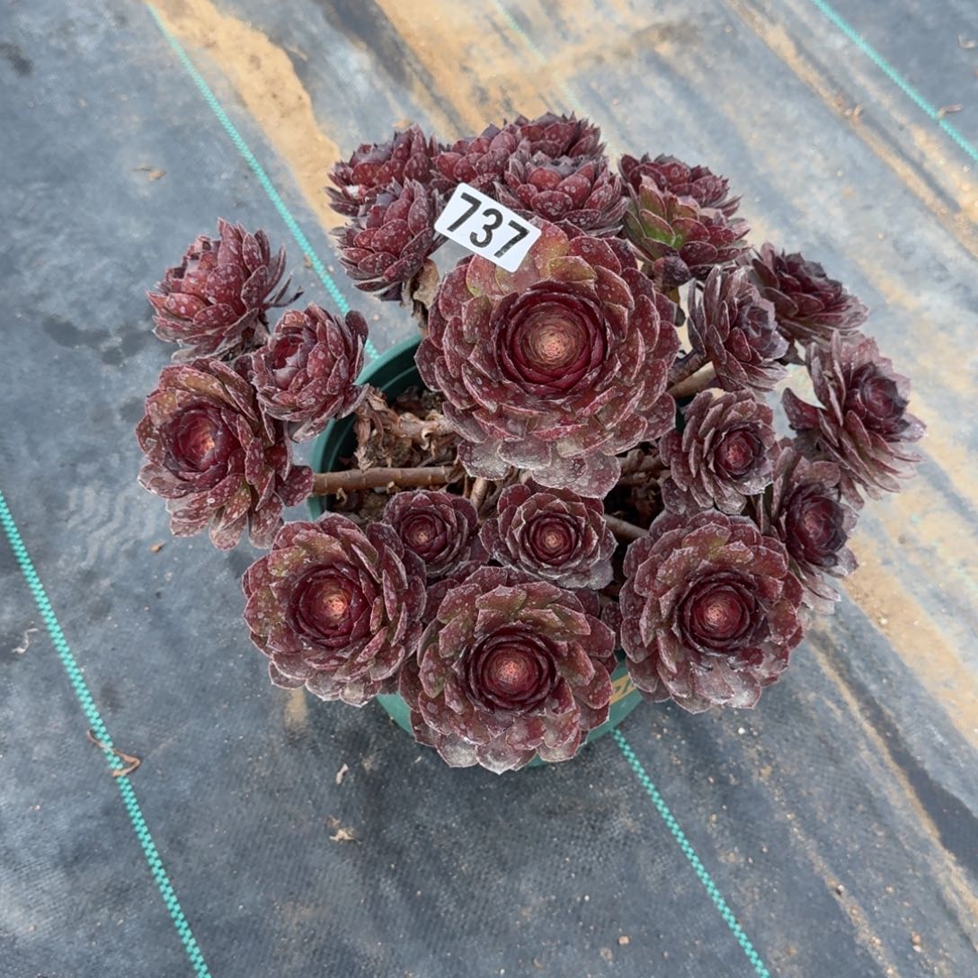 737黑化多肉植物