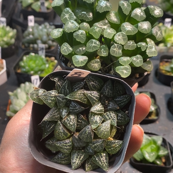 万象加雪景色玉露多肉