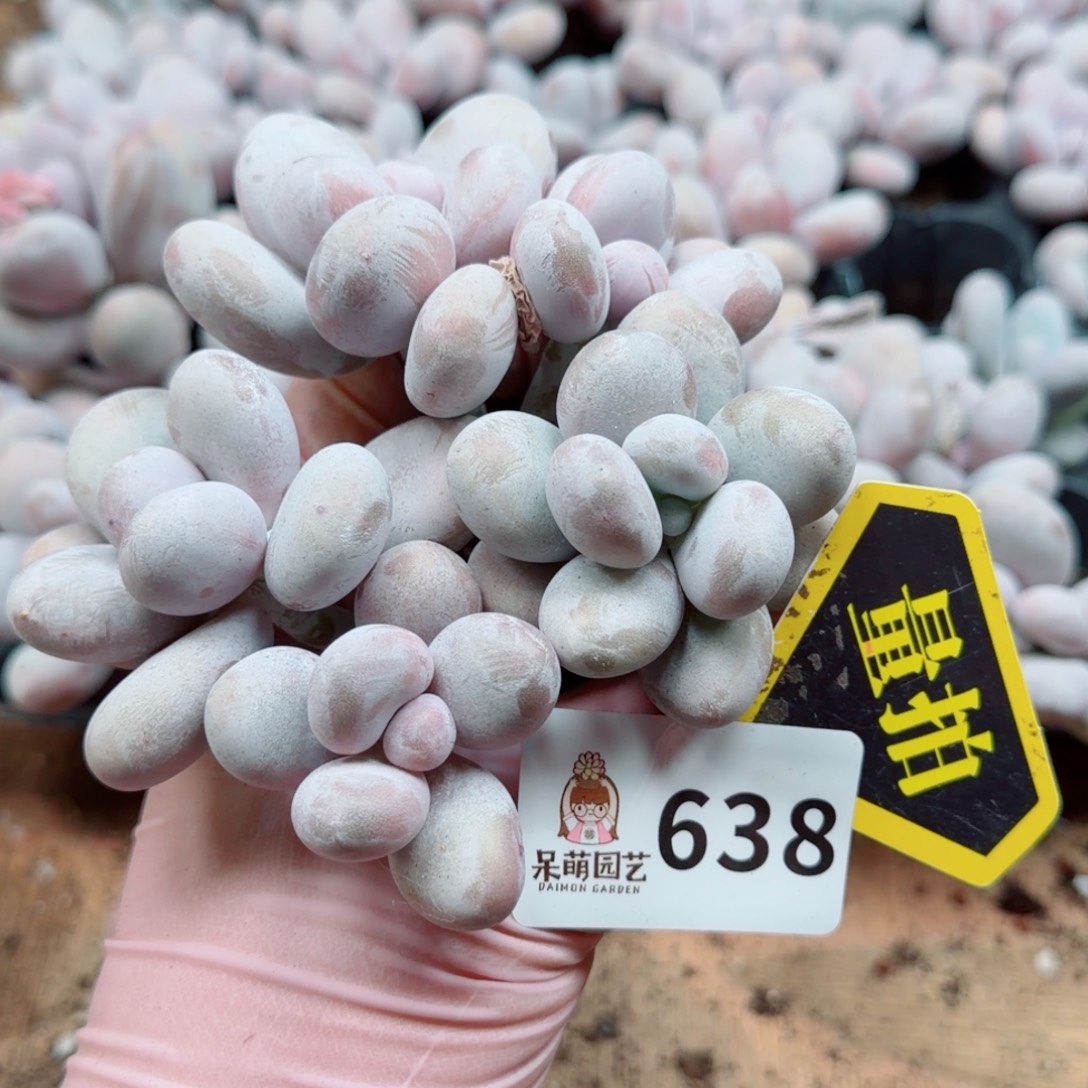 多肉植物多肉植物