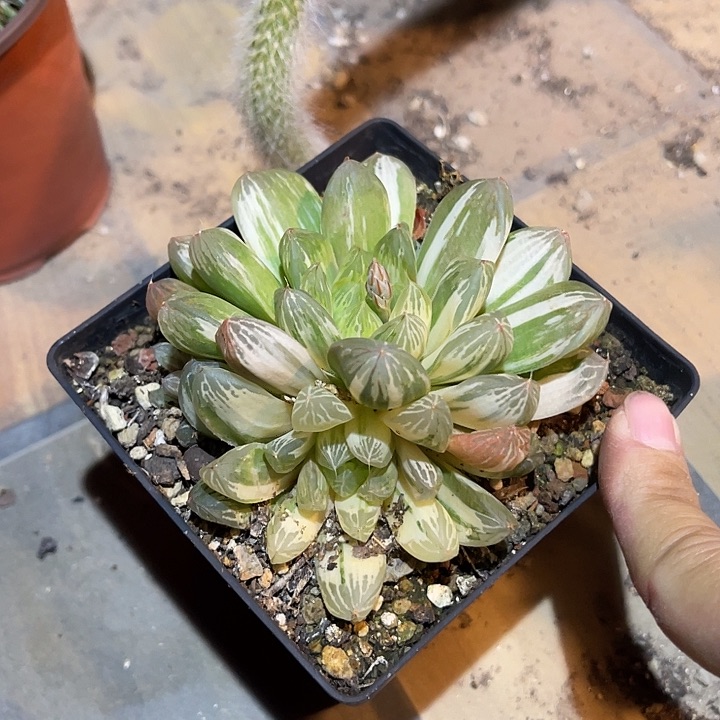 满38包邮2天凑单，脱土晾根发货多肉植物