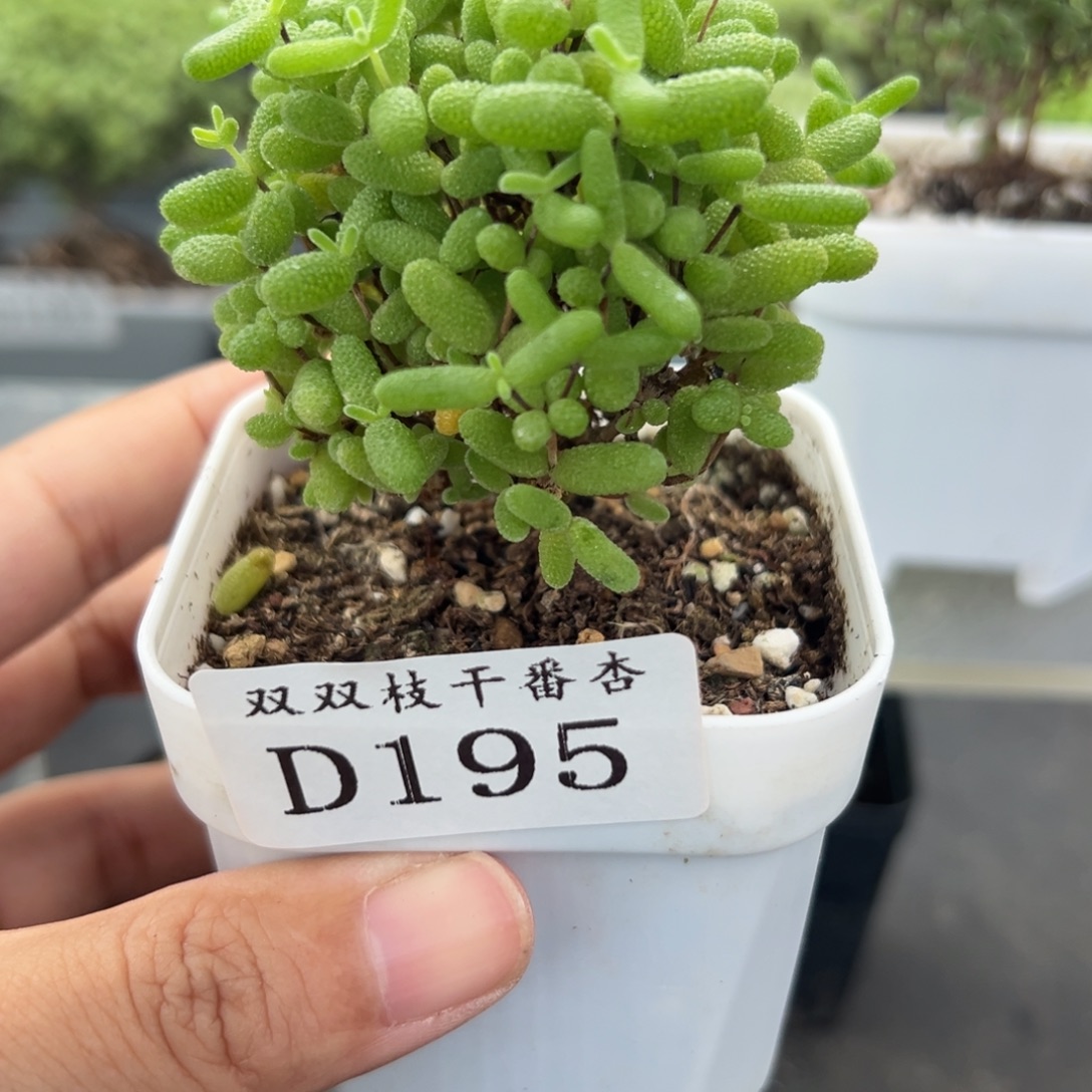 195蜜橘。              