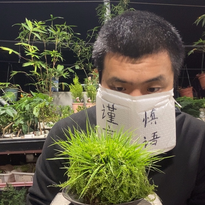 清***浅以实际为准盆景绿植盆栽44