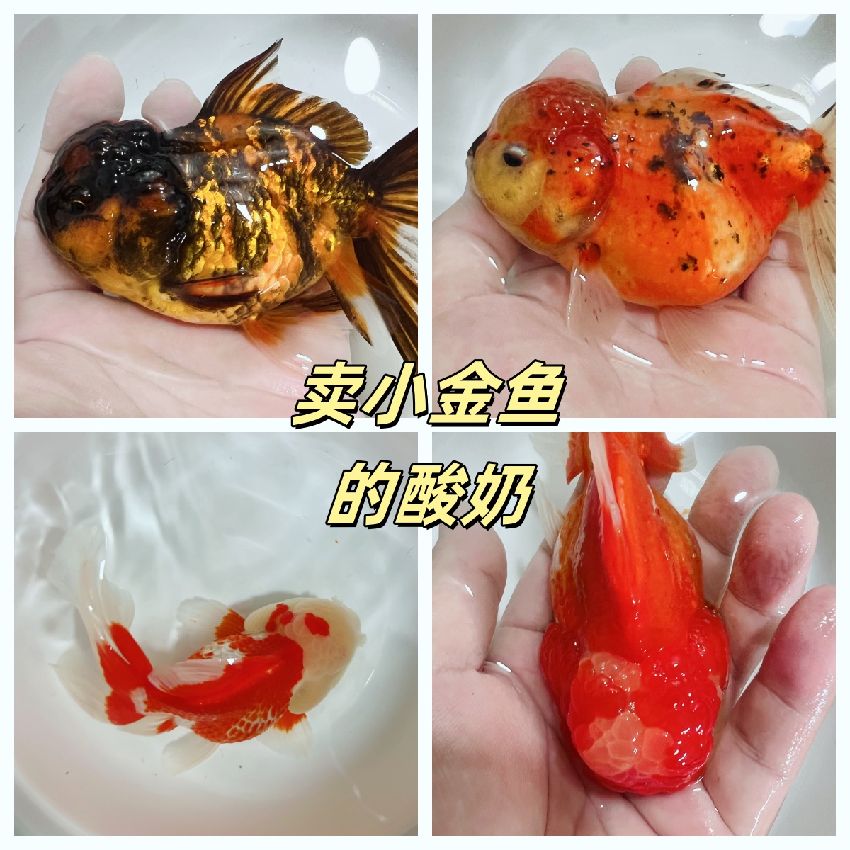 黑牌的选项101-200号观赏金鱼泰师金鱼鸿运当头金鱼