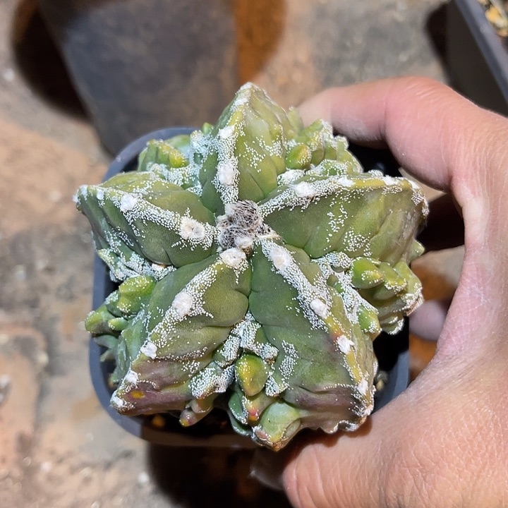 满38包邮2天凑单，脱土晾根发货多肉植物