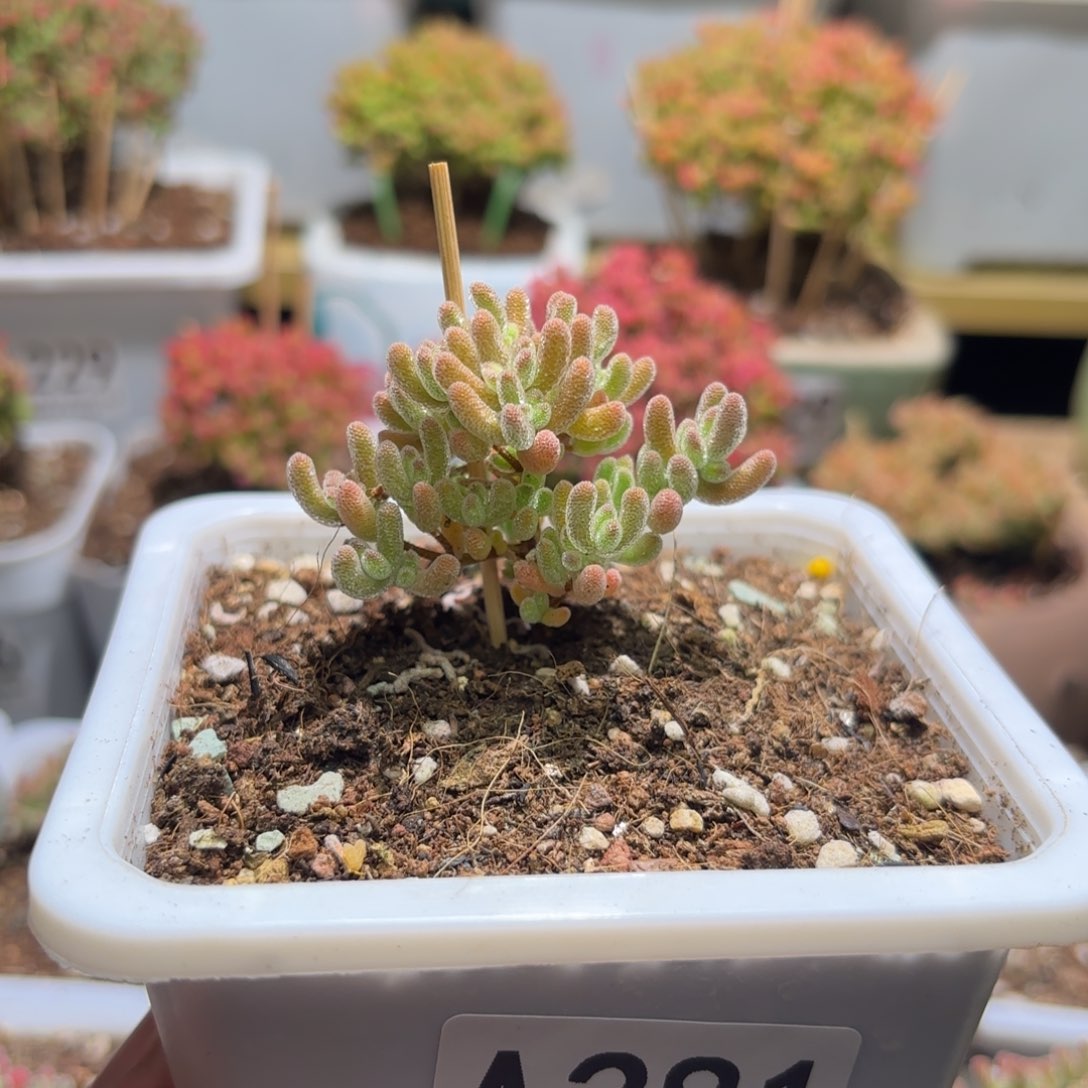 枝干番杏冰橙A281