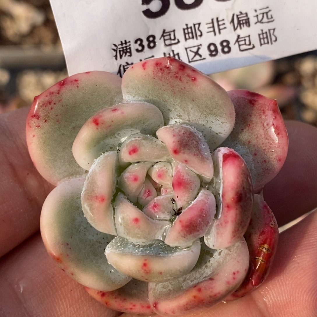 586梦露锦小单头头盖