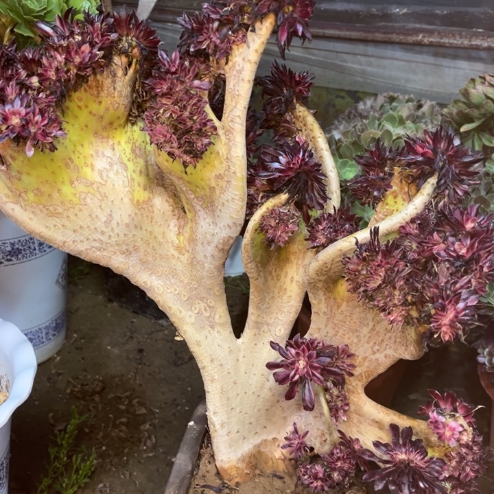 精品法师福利多多