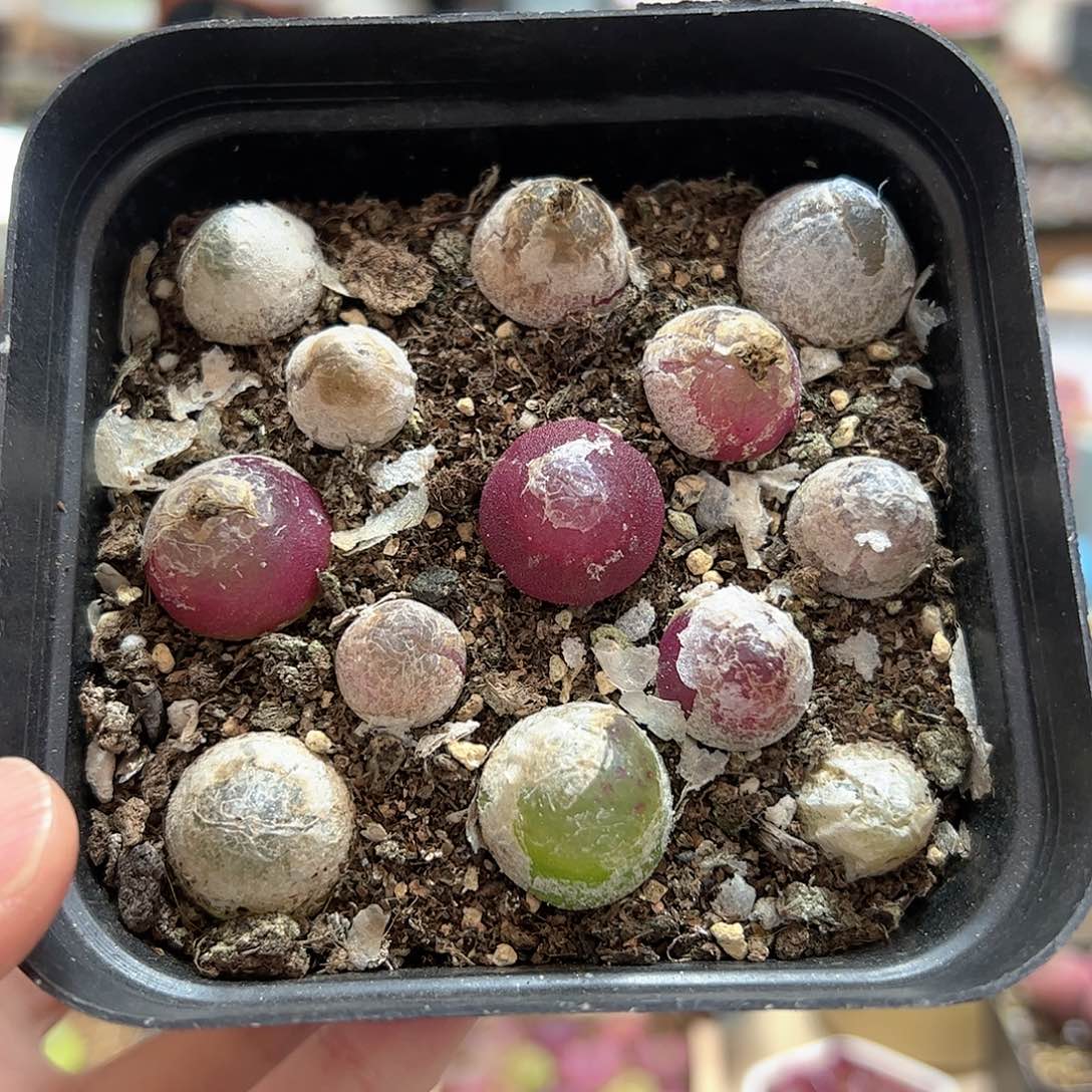 【闪购商品】338 灯泡一盒