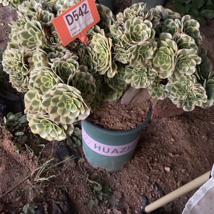 龙***厂D542卖巴赫砍庄老庄
