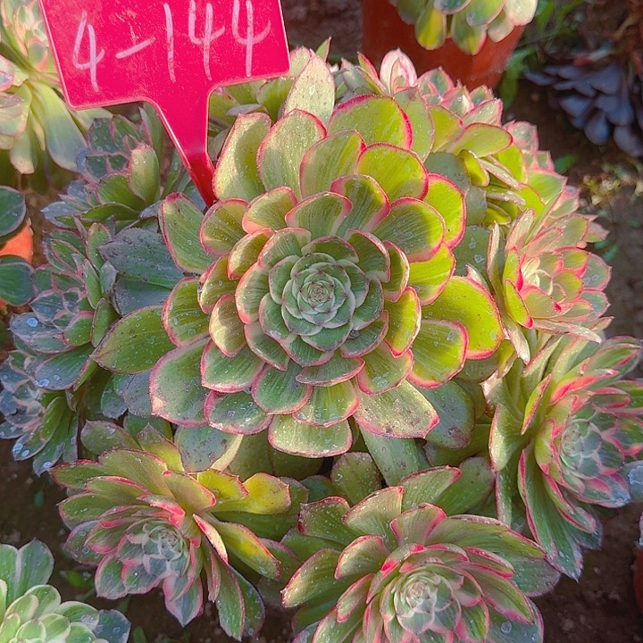 4-144莲花座多肉法师