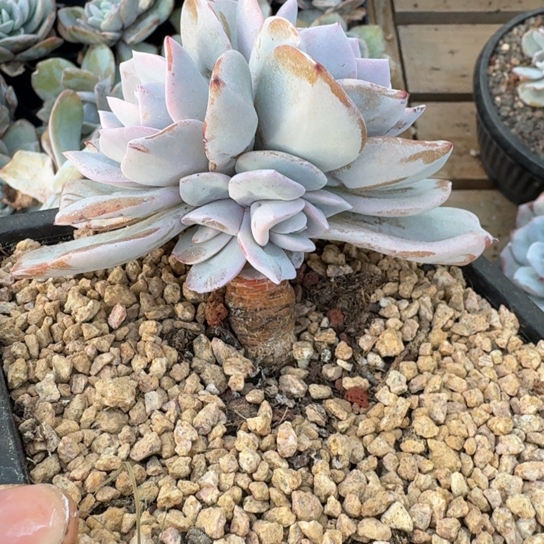 ****1韩奶，棒棒糖4头包正版