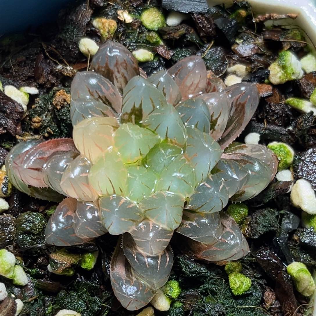 恭喜发财大吉大利707