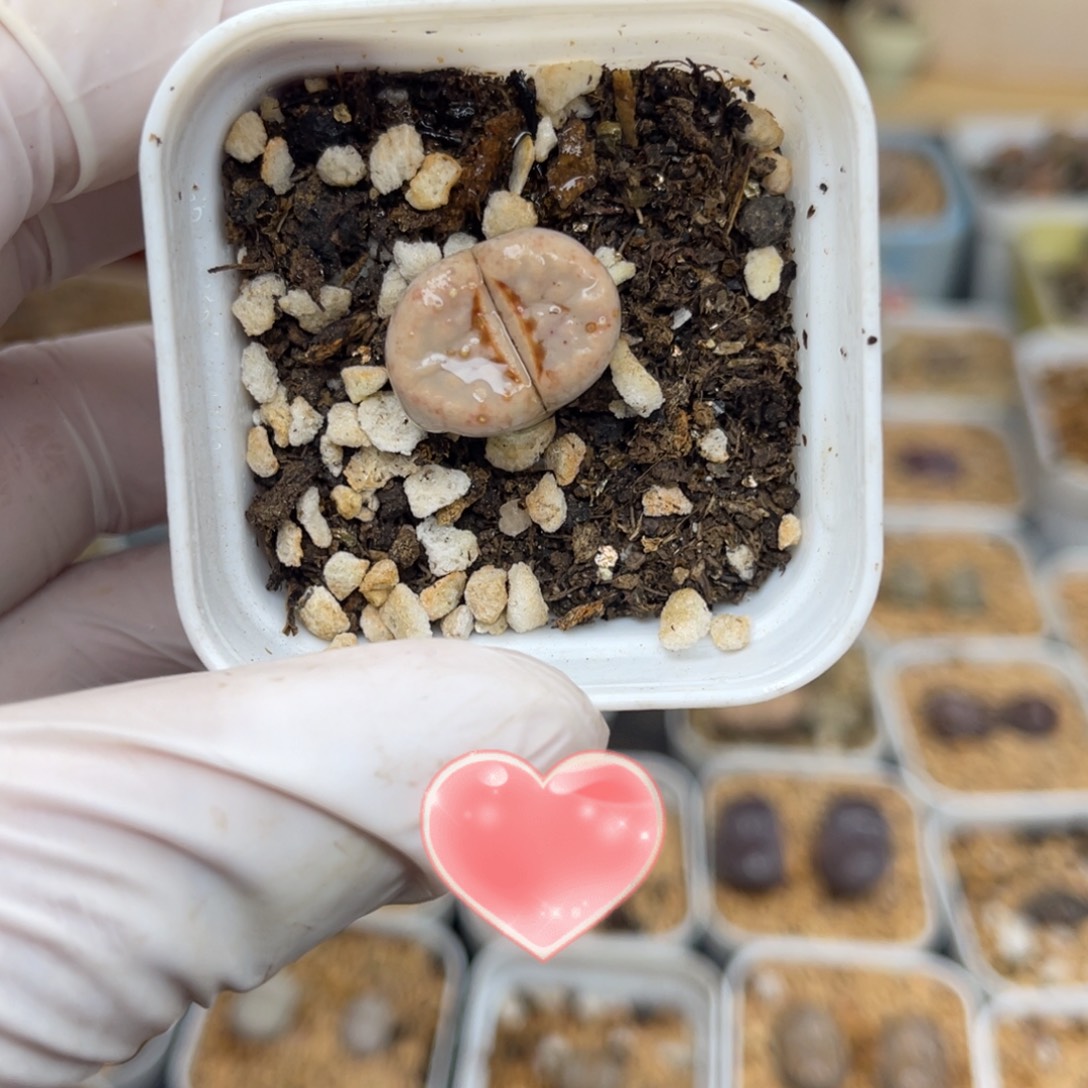 多肉植物一物一拍23