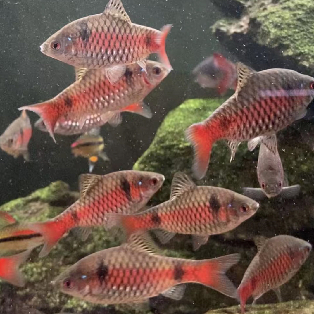 七秒记忆 钻石彩虹鲫淡水常温小型观赏鱼