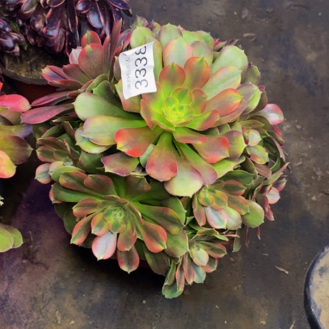 雅典娜多肉植物3338