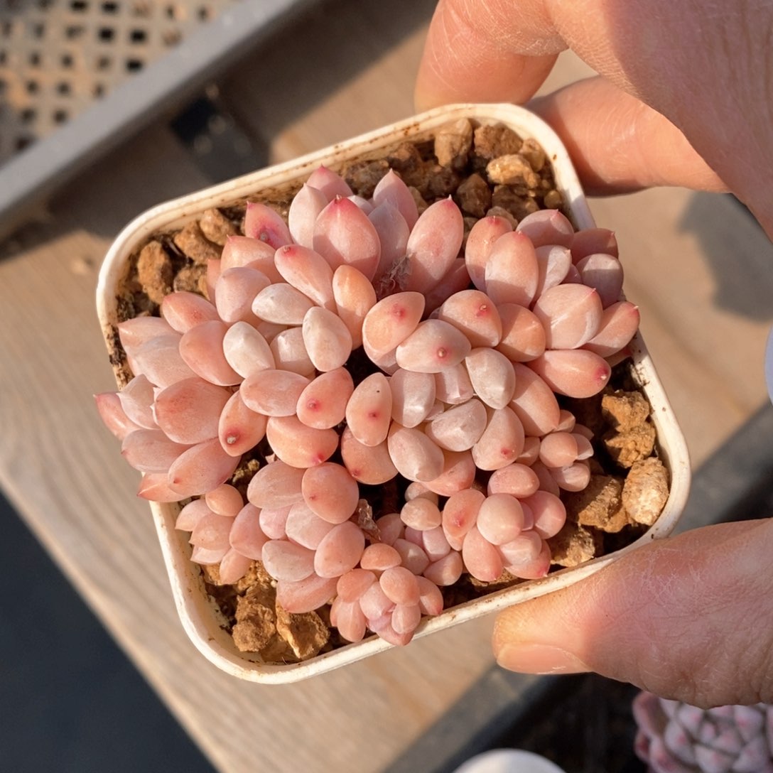 精品多肉一物一拍不包整159