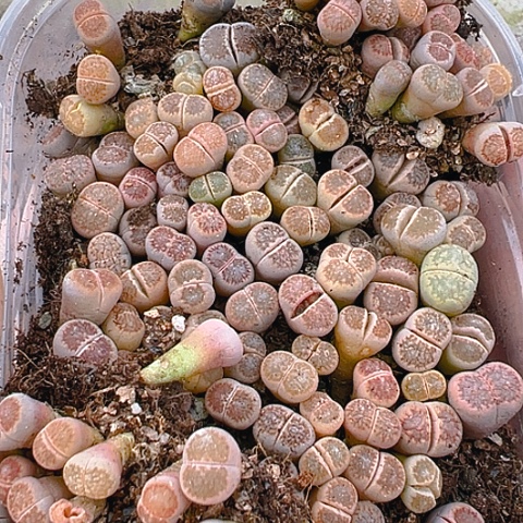 【闪购商品】25062