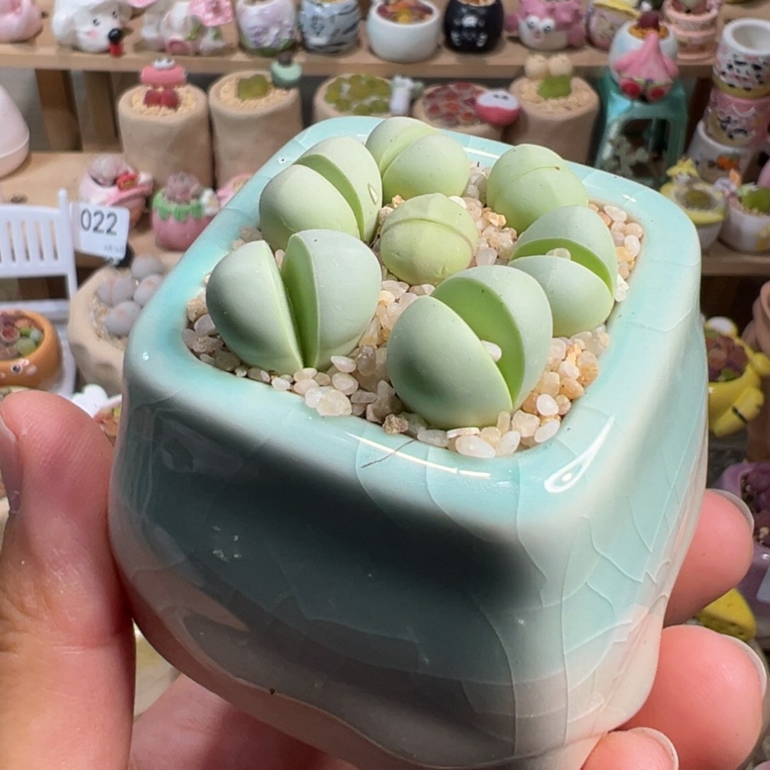 多肉植物80号元宝