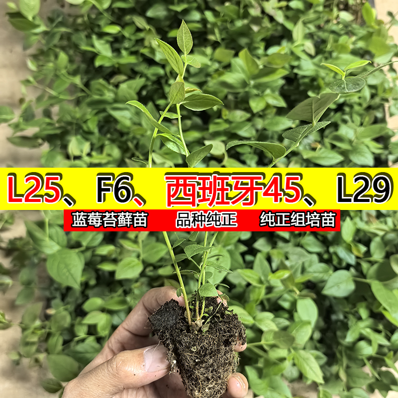 L25蓝莓组培苔藓丰产大苗大果纯甜大穴盘苗南高丛系列蓝莓树果苗