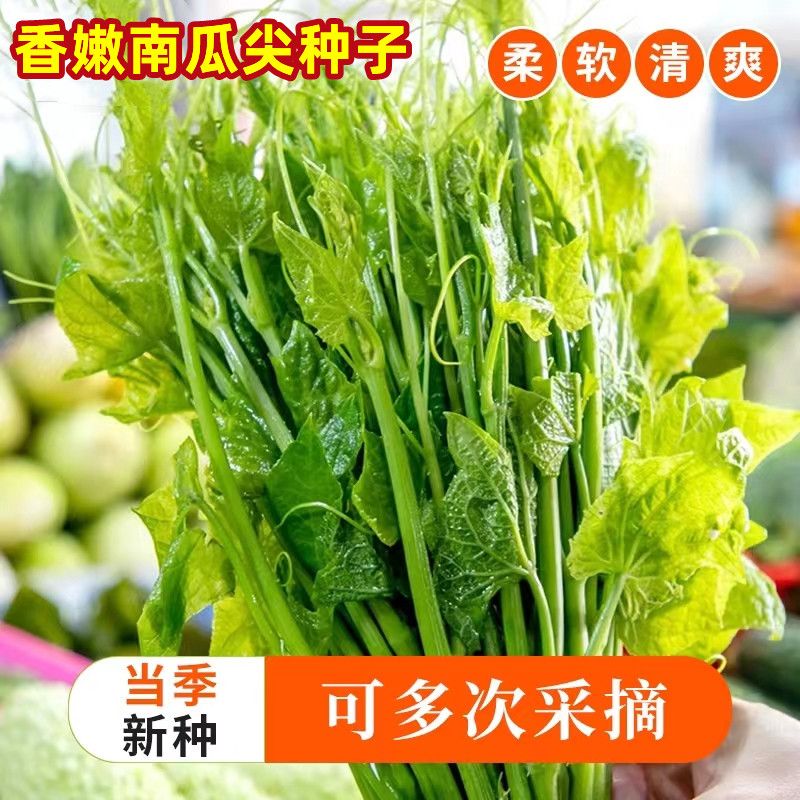 专吃南瓜藤种子春秋季播种南瓜蔬菜种子专吃南瓜藤茎嫩叶瓜果种子