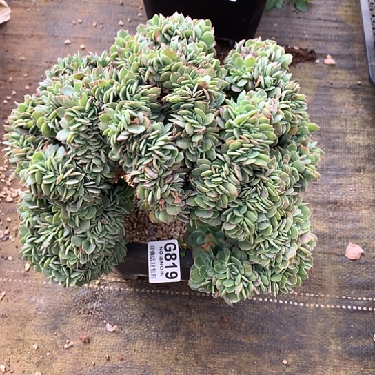 唐***啦杂交缀化819 全场处理默认微瑕7-8天发货