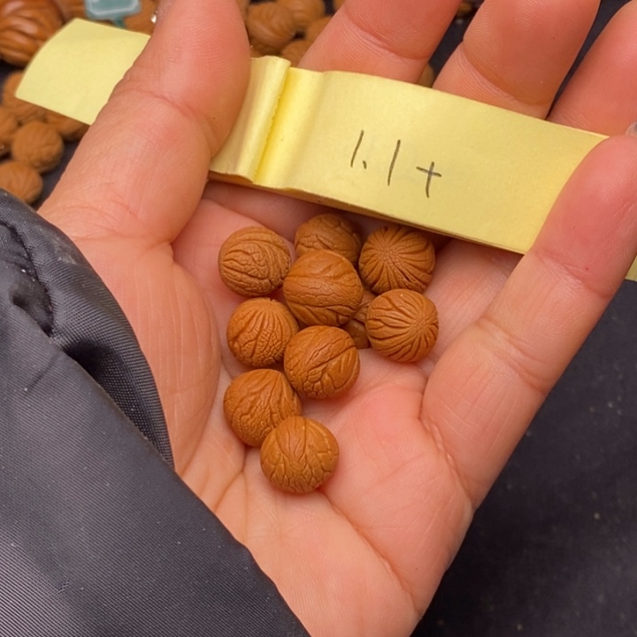 山***脉秦岭龙纹桃核108颗