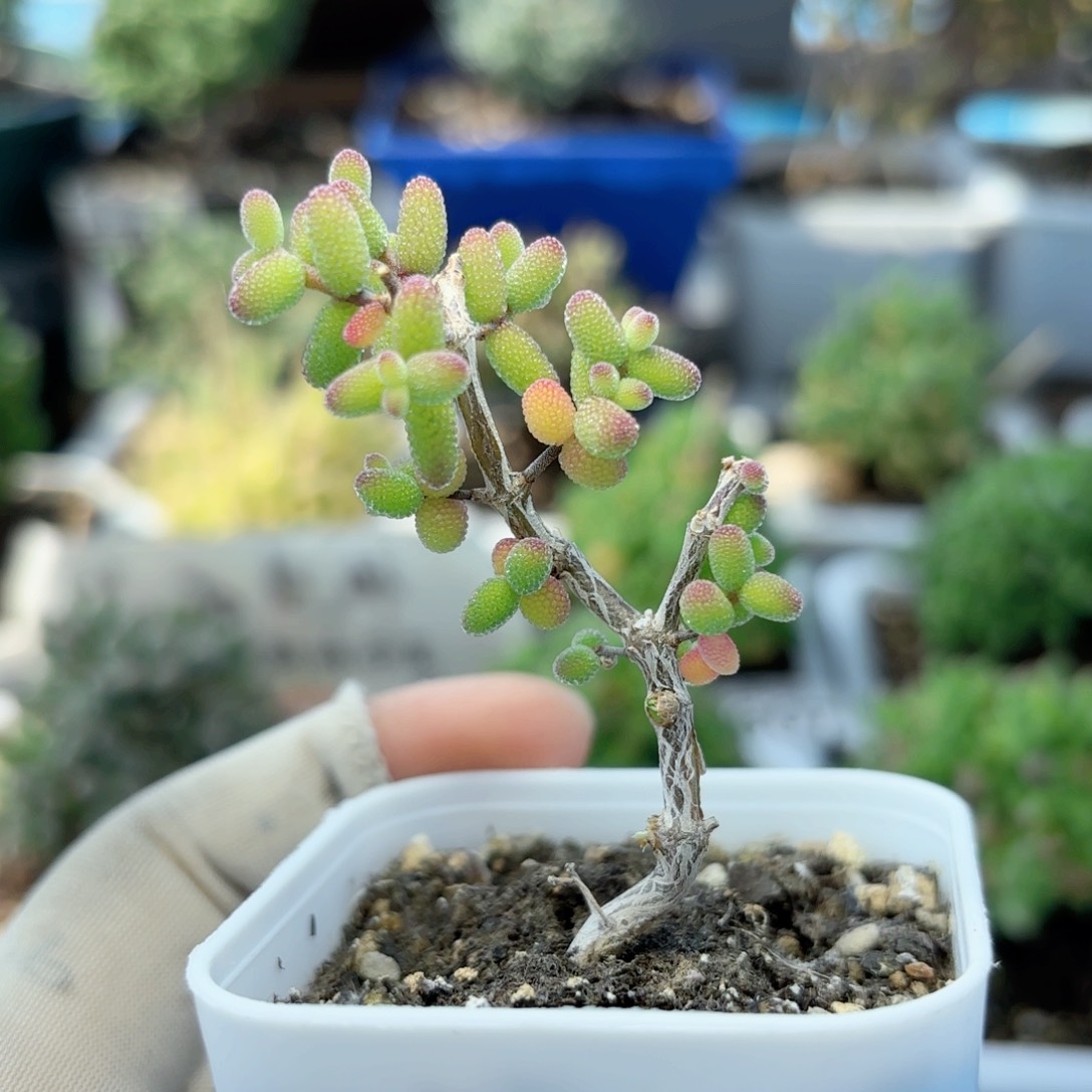 妖桩实生蜜叶糖球968。