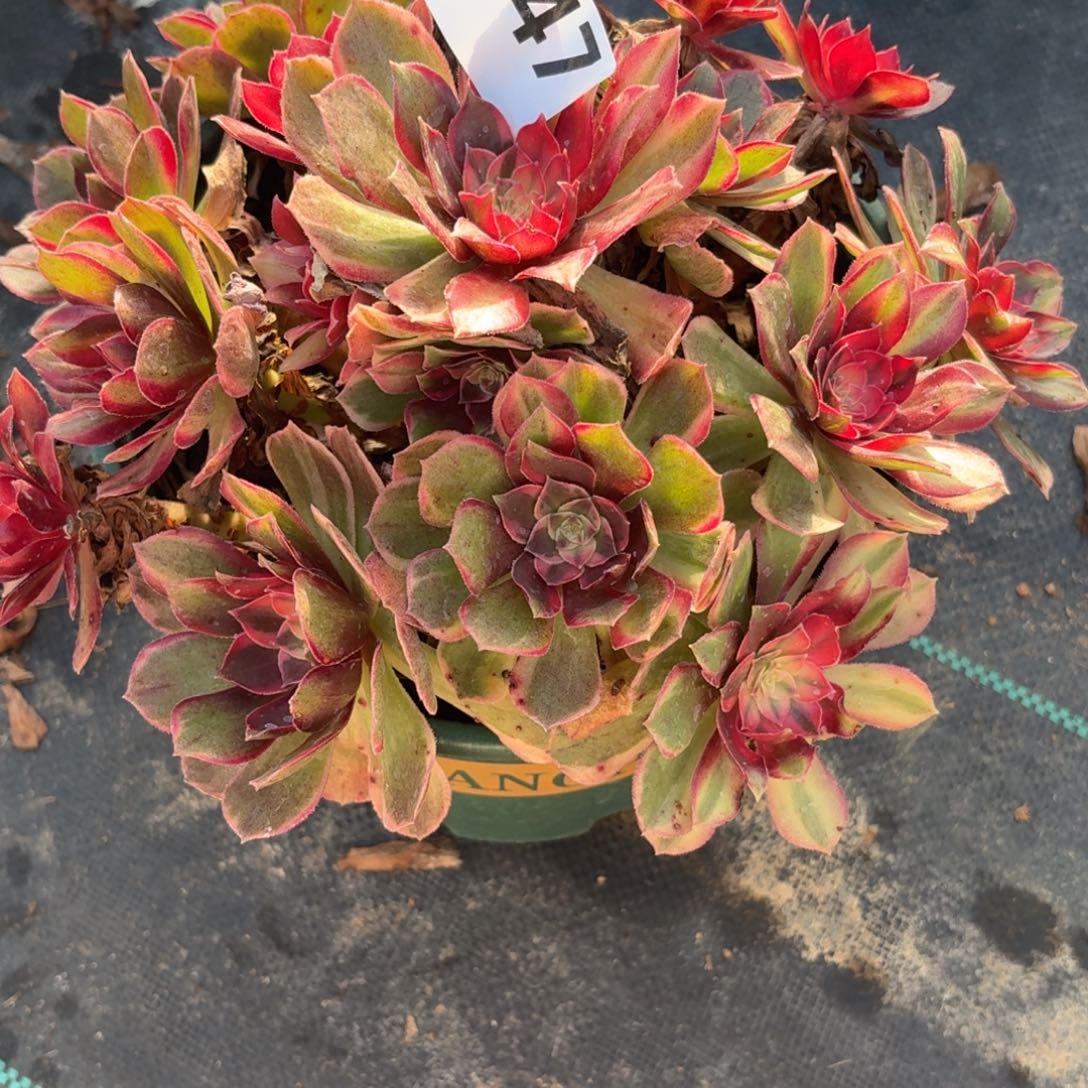 147黑膜锦特价多肉植物