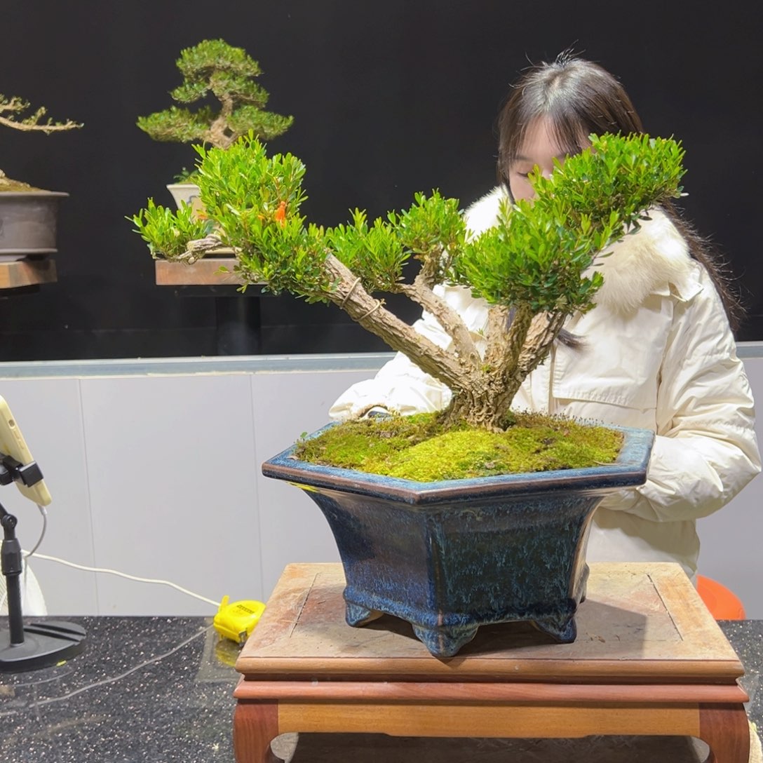 四季常青老桩黄杨盆景