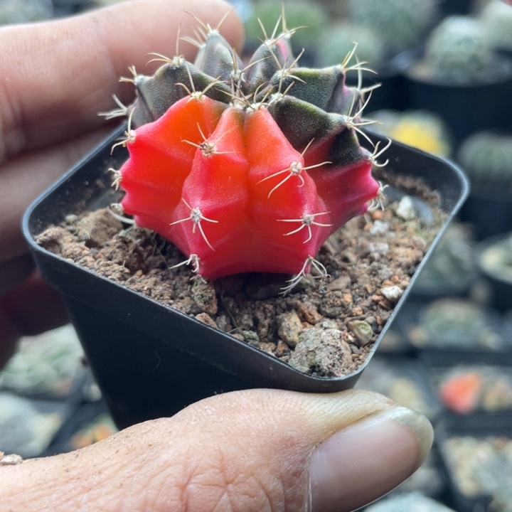 泰系米哈牡丹锦包邮