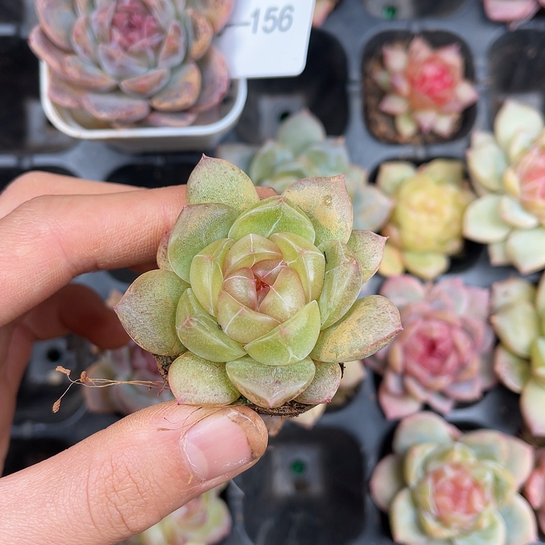 多肉一物一拍9-157