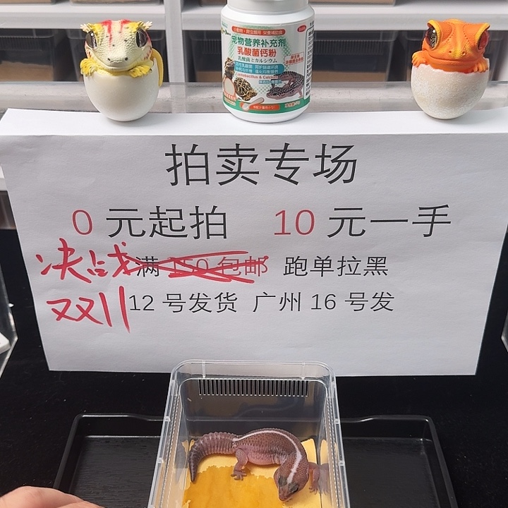 肥尾守宫直线奥无，超黑体搞起来！