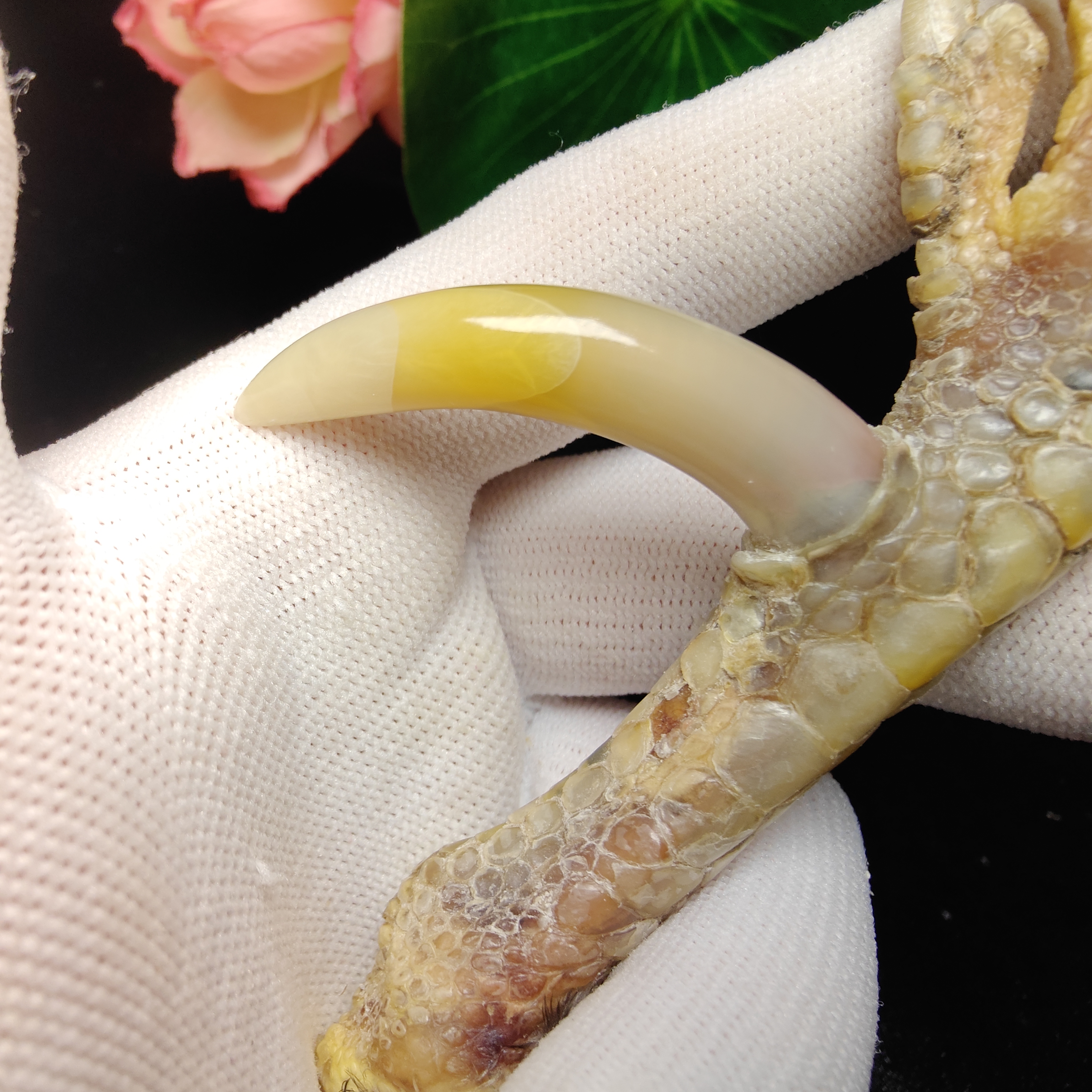 文玩鸡爪骨手把件黄色半圆单只处理好发货