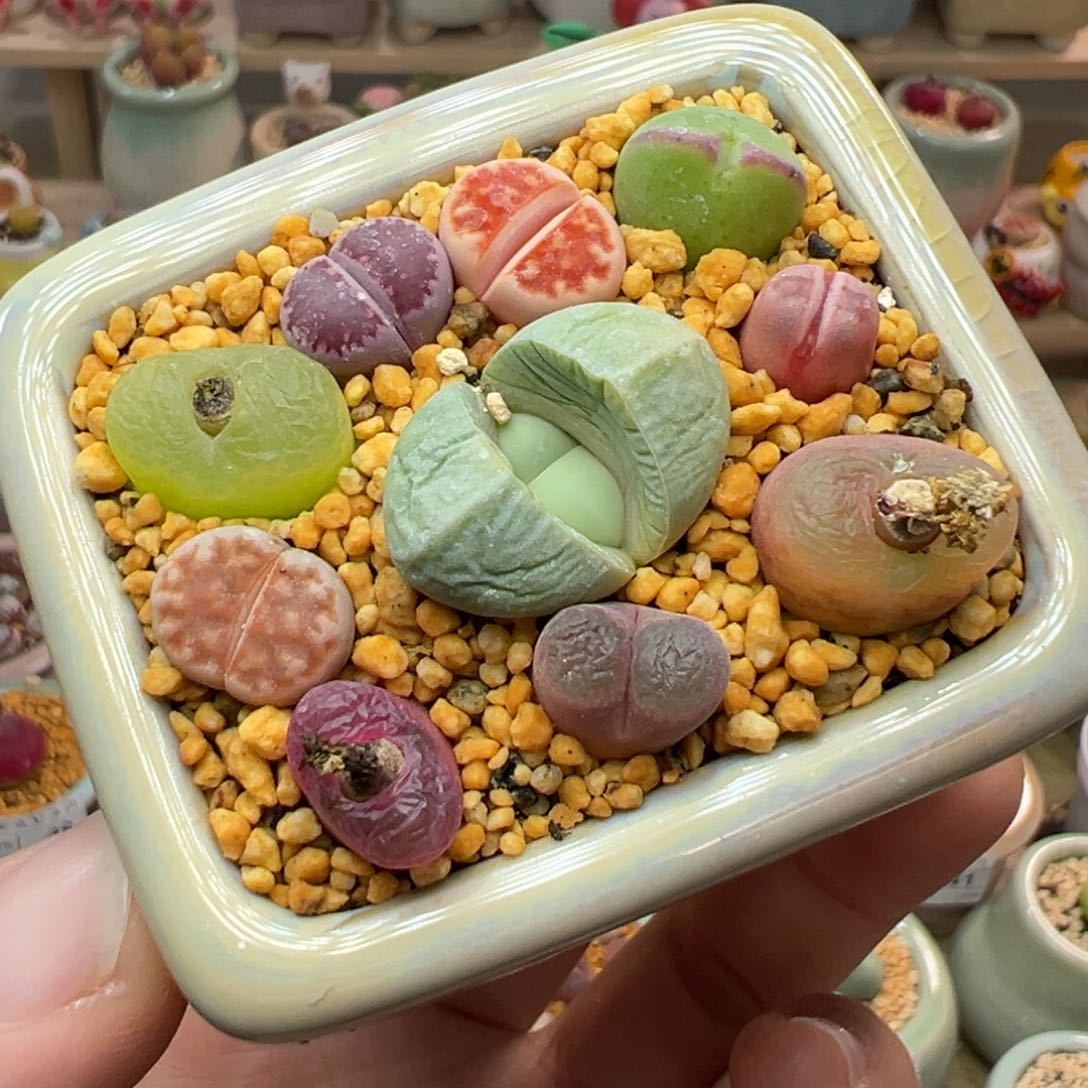 多肉植物58号彩色拼盘