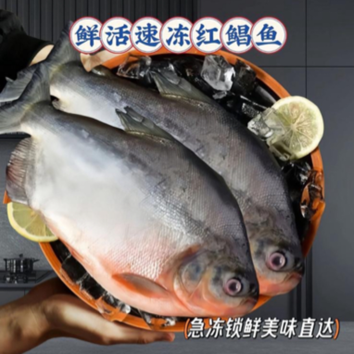 鲜活速冻红鲳鱼肉厚刺少每条450g - 550g营养鲜美